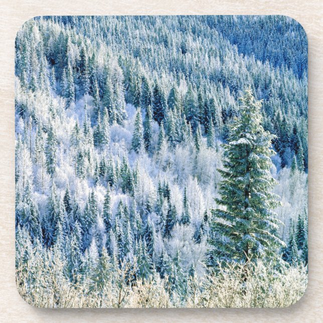 USA, Washington, Mt. Spokane State Park, Aspen 2 Coaster (Front)