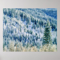 USA, Washington, Mt. Spokane State Park, Aspen 2