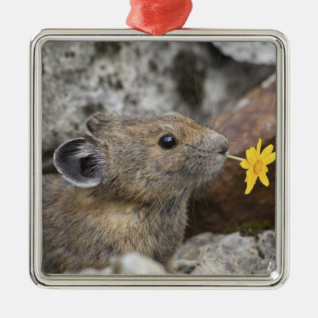 USA, Washington, North Cascades National Park, Metal Tree Decoration (Front)