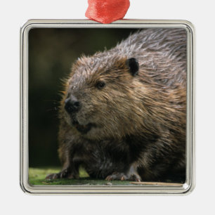 USA, Washington, Northwest Trek. Beaver Metal Tree Decoration