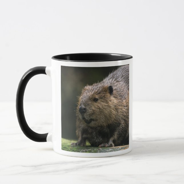 USA, Washington, Northwest Trek. Beaver Mug (Left)