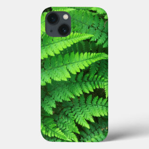 USA, Washington, Olympic National Park, Athyrium iPhone 13 Case