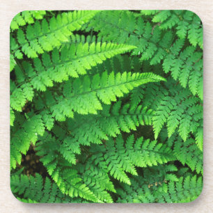 USA, Washington, Olympic National Park, Athyrium Coaster