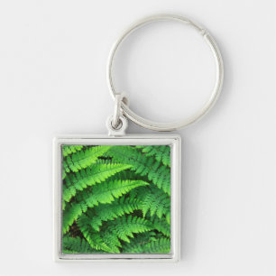 USA, Washington, Olympic National Park, Athyrium Key Ring