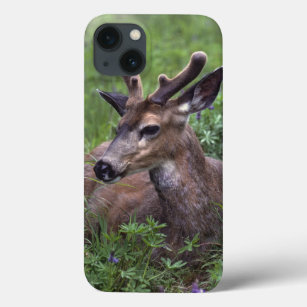 USA, Washington, Olympic National Park. Deer iPhone 13 Case