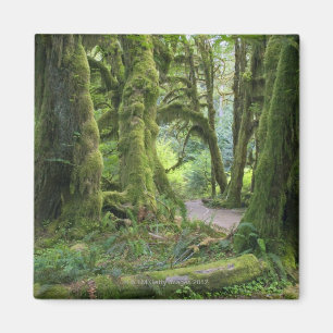USA, Washington, Olympic National Park, Hoh Rain Magnet