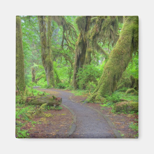 USA, Washington, Olympic National Park, Hoh Rain Magnet (Front)