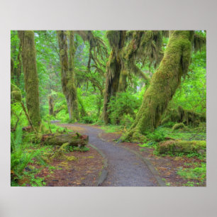 USA, Washington, Olympic National Park, Hoh Rain Poster