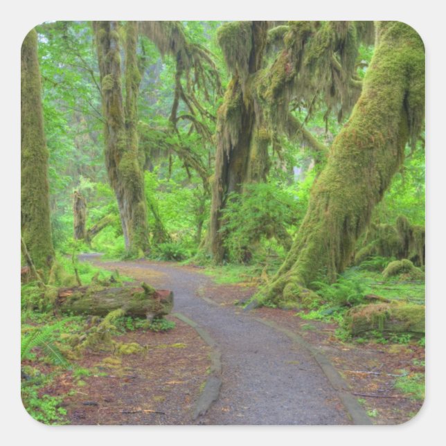 USA, Washington, Olympic National Park, Hoh Rain Square Sticker (Front)