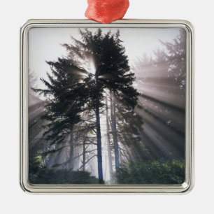 USA, Washington, Olympic National Park, Morning Metal Tree Decoration