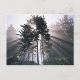 USA, Washington, Olympic National Park, Morning Postcard