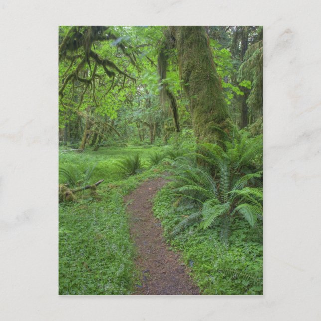 USA, Washington, Olympic National Park, Postcard (Front)