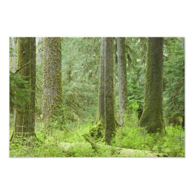 USA, Washington, Olympic National Park, Spring 3 Photo Print (Front)