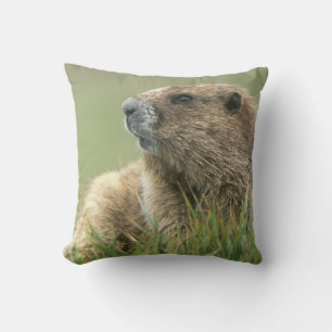 USA, Washington, Olympic NP, Olympic Marmot Cushion
