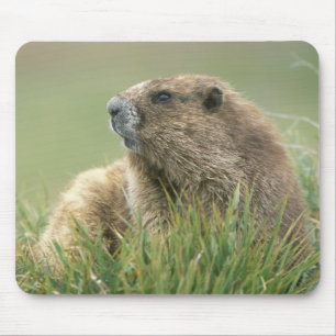USA, Washington, Olympic NP, Olympic Marmot Mouse Pad
