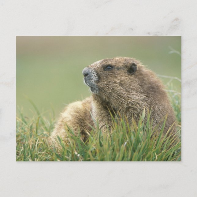 USA, Washington, Olympic NP, Olympic Marmot Postcard (Front)