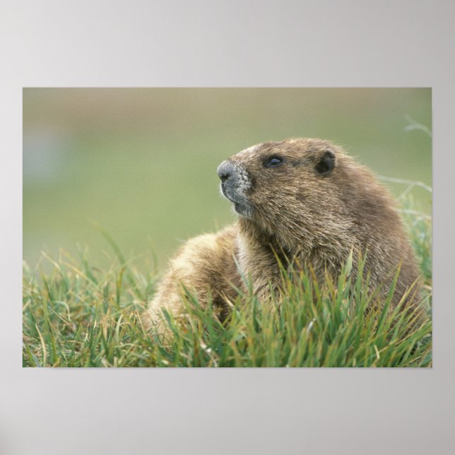 USA, Washington, Olympic NP, Olympic Marmot Poster (Front)