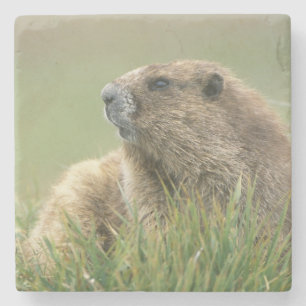 USA, Washington, Olympic NP, Olympic Marmot Stone Coaster