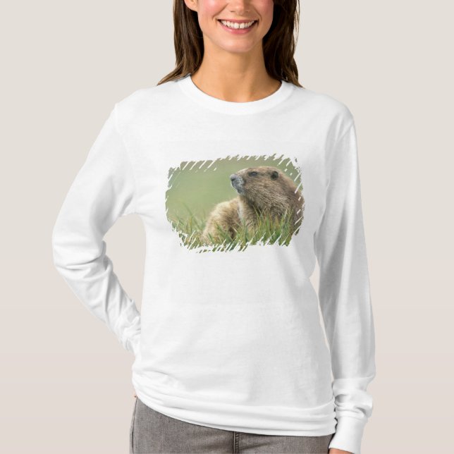 USA, Washington, Olympic NP, Olympic Marmot T-Shirt (Front)