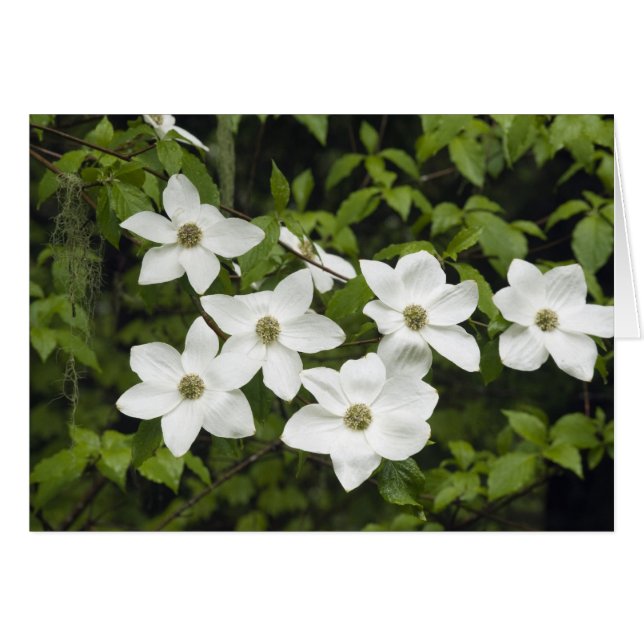 USA, Washington, Pacific Dogwood, Cornus (Front Horizontal)
