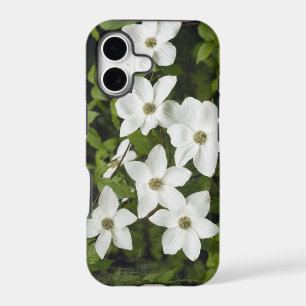 USA, Washington, Pacific Dogwood, Cornus