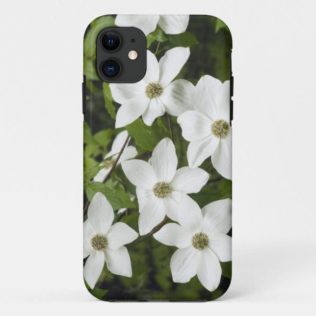 USA, Washington, Pacific Dogwood, Cornus Case-Mate iPhone Case (Back)