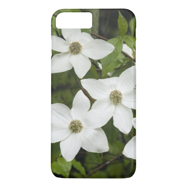 USA, Washington, Pacific Dogwood, Cornus Case-Mate iPhone Case (Back)