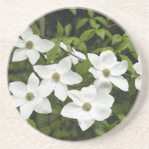 USA, Washington, Pacific Dogwood, Cornus Coaster