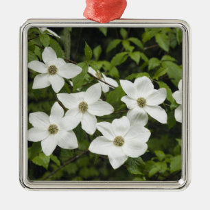 USA, Washington, Pacific Dogwood, Cornus Metal Tree Decoration