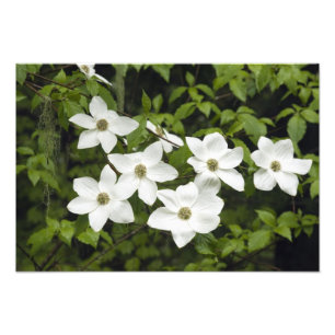 USA, Washington, Pacific Dogwood, Cornus Photo Print