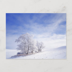 USA, Washington, Palouse Area, Frosted Black Postcard