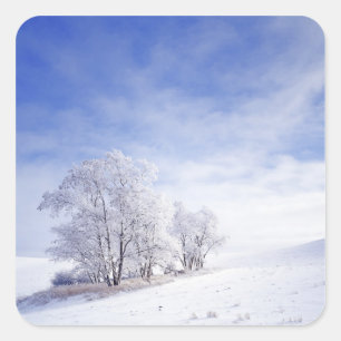USA, Washington, Palouse Area, Frosted Black Square Sticker