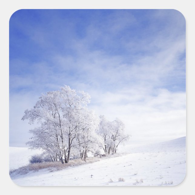 USA, Washington, Palouse Area, Frosted Black Square Sticker (Front)