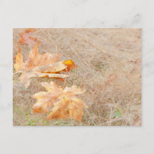 USA, Washington, Quinault. Maple Leaves Postcard