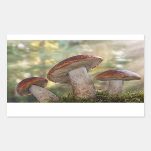 USA, Washington, Seabeck. Leccinum Insigne Rectangular Sticker