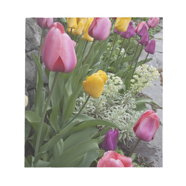 USA, Washington, Seabeck. Tulips line garden Notepad (Front)
