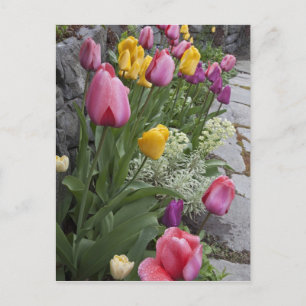 USA, Washington, Seabeck. Tulips line garden Postcard