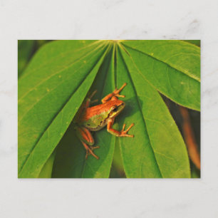 USA, Washington, Seattle, Discovery Park 2 Postcard