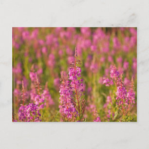 USA, Washington, Seattle, Discovery Park 3 Postcard