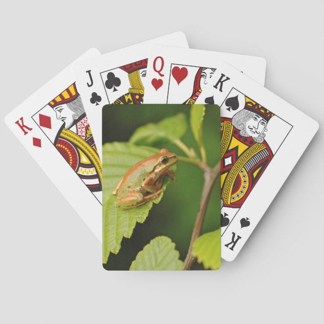 USA, Washington, Seattle, Discovery Park Playing Cards (Back)