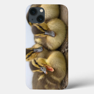 USA, Washington, Seattle, Lake Washington iPhone 13 Case