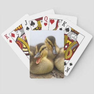 USA, Washington, Seattle, Lake Washington Playing Cards