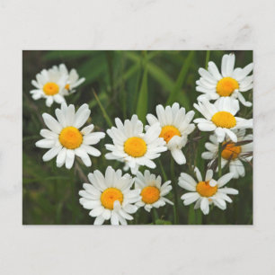 USA, Washington, Seattle, Puget Sound 3 Postcard