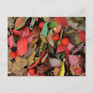 USA, Washington, Spokane Co., Hawthorn Leaves Postcard