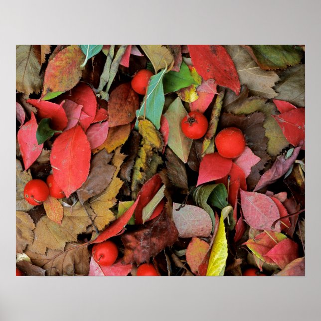 USA, Washington, Spokane Co., Hawthorn Leaves Poster (Front)