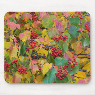 USA, Washington, Spokane County, Hawthorn Leaves 2 Mouse Pad