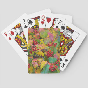 USA, Washington, Spokane County, Hawthorn Leaves 2 Playing Cards