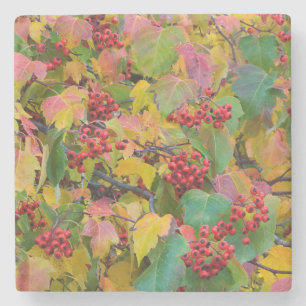 USA, Washington, Spokane County, Hawthorn Leaves 2 Stone Coaster