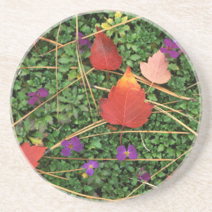 USA, Washington, Spokane County, Hawthorn Leaves 3 Coaster