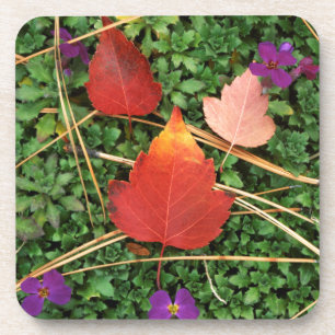 USA, Washington, Spokane County, Hawthorn Leaves 3 Coaster